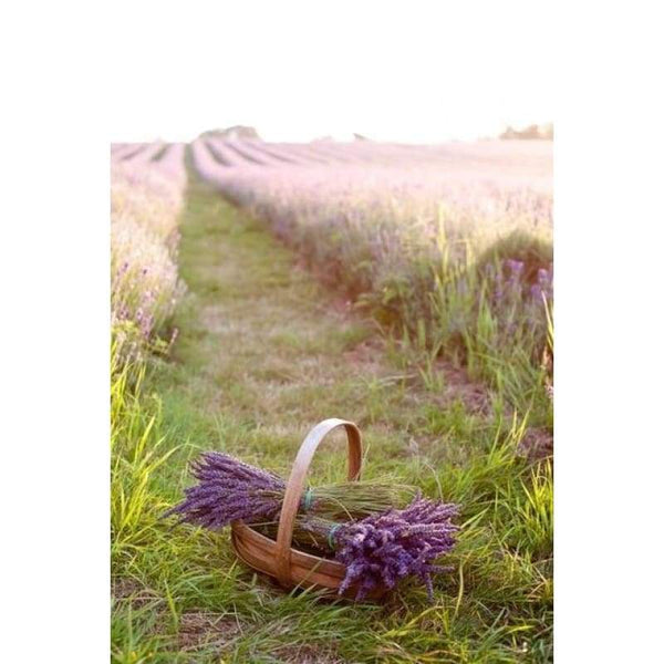 Lavender Fields Full Drill - 5D Diy  Diamond Painting Kits NA0049 - NEEDLEWORK KITS