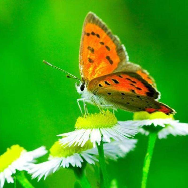 New Butterfly Diy Full Drill - 5D Crystal Diamond Painting Kits VM20048 - NEEDLEWORK KITS