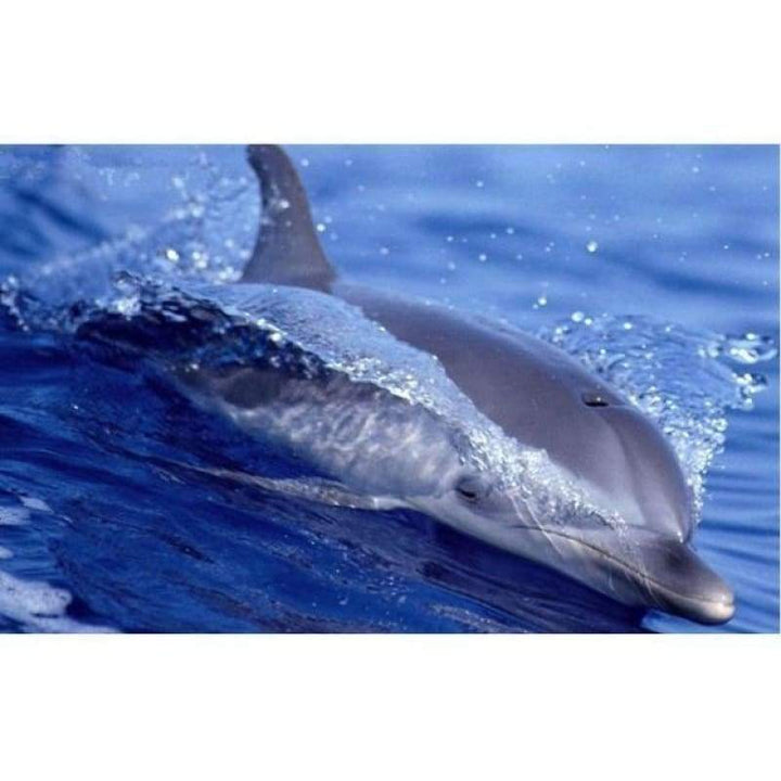 New Hot Sale Decoration Animal Dolphin Full Drill - 5D Diy Diamond Painting Kits VM8579 - NEEDLEWORK KITS