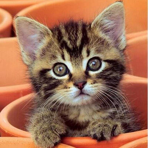 New Hot Sale Home Decor Cute Cat Full Drill - 5D Diy Diamond Painting Kits VM1190 - NEEDLEWORK KITS