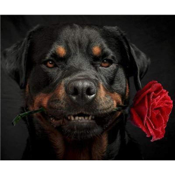 Special Dog Rottweiler Pictures Full Drill - 5D Diy Diamond Painting Kits VM09854 - NEEDLEWORK KITS
