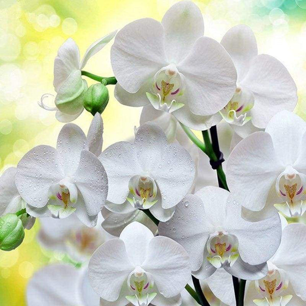 Full Drill - 5D DIY Diamond Painting White Orchid Flowers Embroidery - NEEDLEWORK KITS