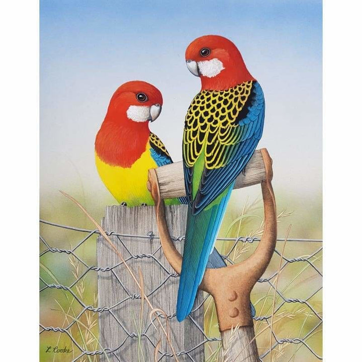 Eastern Rosellas Kit