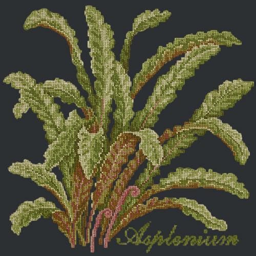 Asplenium - NEEDLEWORK KITS