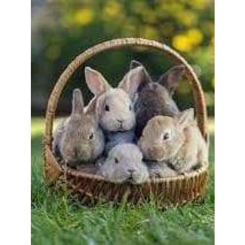 Baby Bunnies - Full Drill Diamond Painting - Special Order -