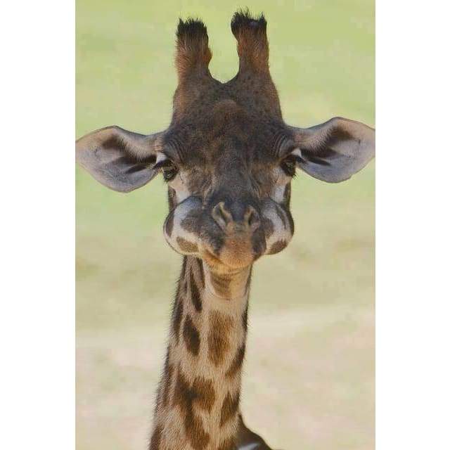 Baby Giraffe- Full Drill Diamond Painting - NEEDLEWORK KITS