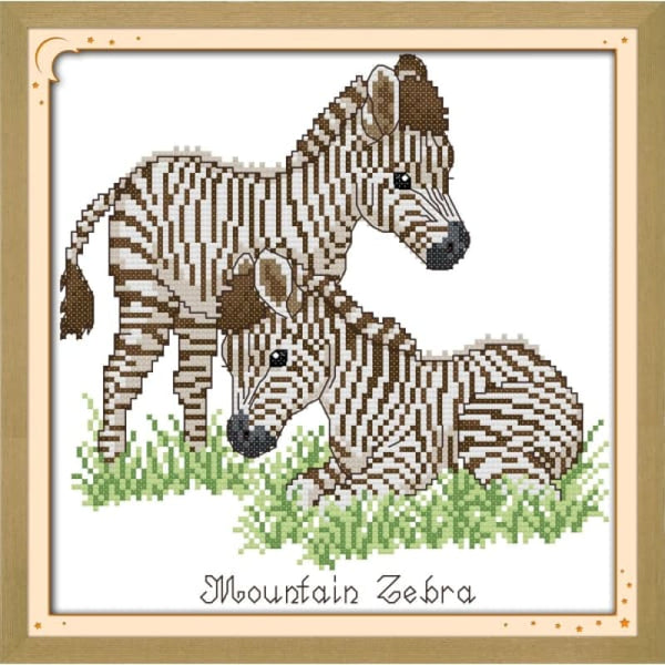 Baby zebra