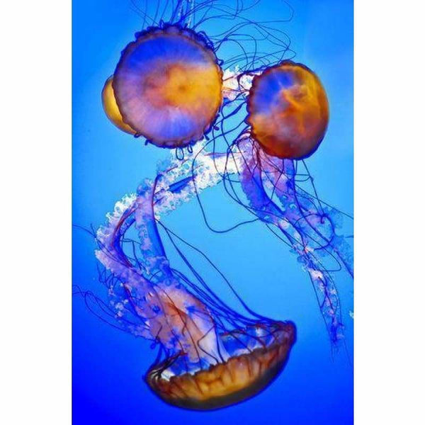 Full Drill - 5D DIY Diamond Painting Kits Fantastic Jellyfishs - NEEDLEWORK KITS