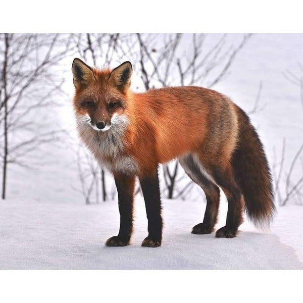 Fox In Snow- Full Drill Diamond Painting - Special Order - 