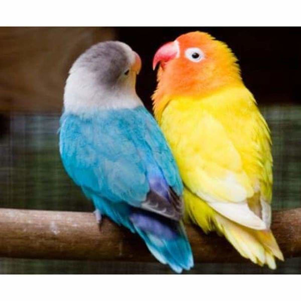 Full Drill - 5D Diamond Painting Kits Cute Parrots in Love