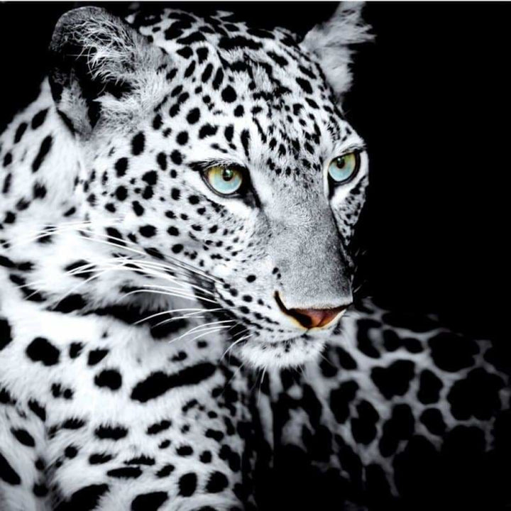 Full Drill - 5D DIY Diamond Painting Kits Black White Animal