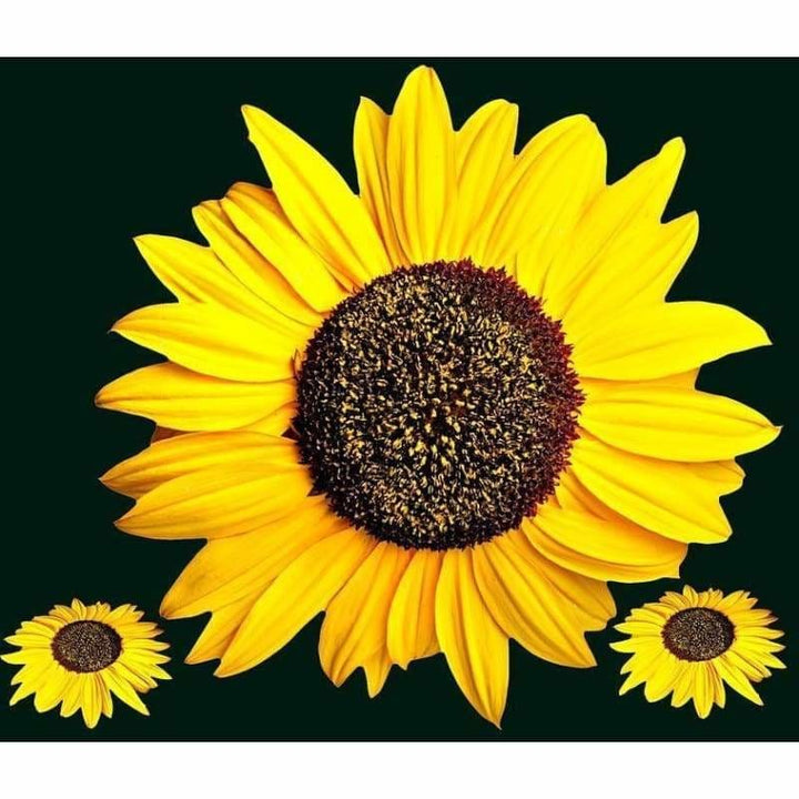 Full Drill - 5D DIY Diamond Painting Kits Plant Sunflower