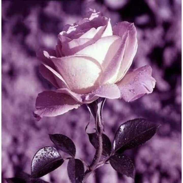 Full Drill - 5D DIY Diamond Painting Kits Purple Rose Flower