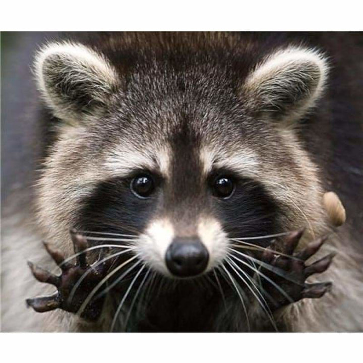 New Hot Sale Cross Stitch Cute Raccoon DIY Full Drill - 5D 