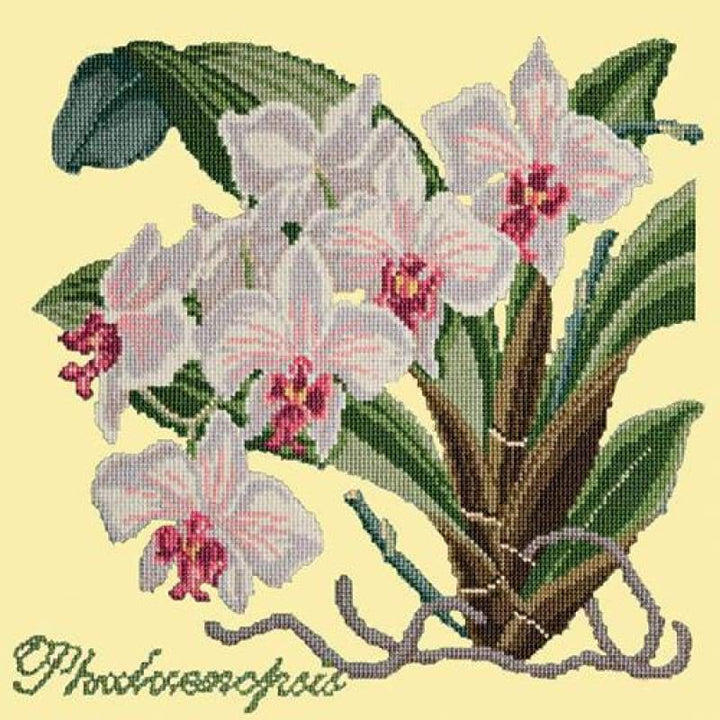 Phalaenopsis (Moth Orchid) - NEEDLEWORK KITS