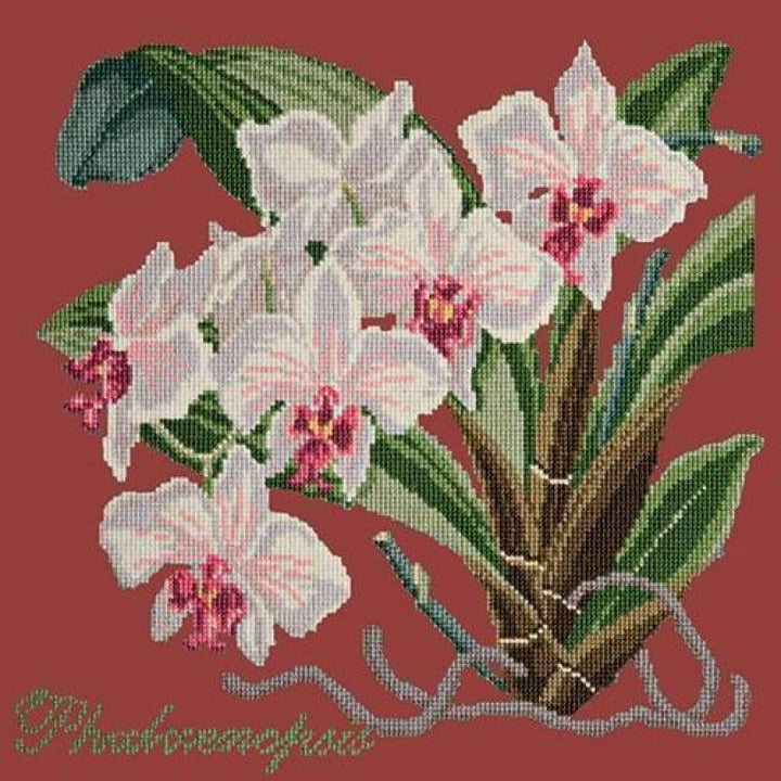 Phalaenopsis (Moth Orchid) - NEEDLEWORK KITS