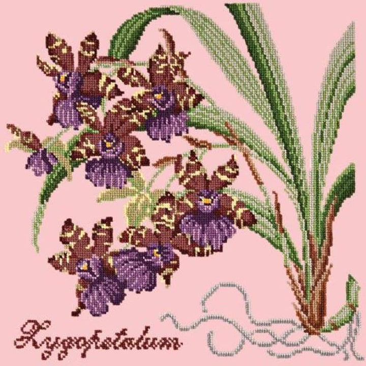 Zygopetalum (Ladybird Orchid) - NEEDLEWORK KITS
